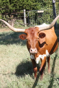 Texas longhorn from the Lockhart/Luling corridor