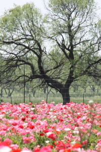 Spring in Central Texas