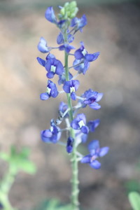 Bluebonnet